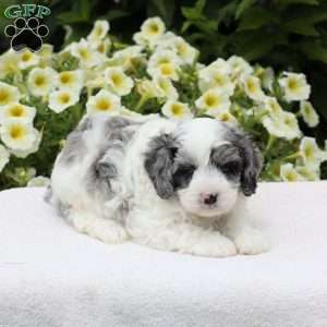 Drew (F1 B), Cavapoo Puppy